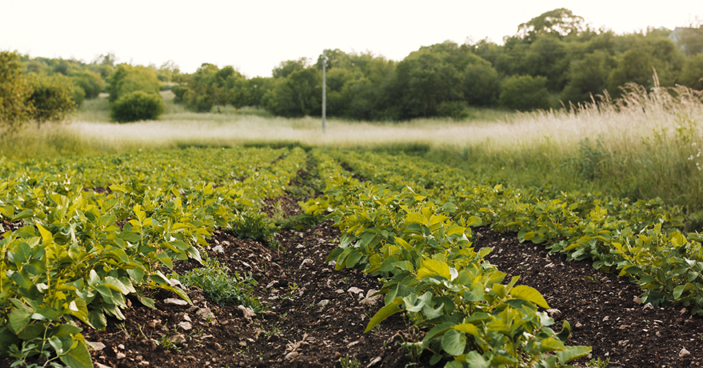 bombas sumergibles para riego agricola